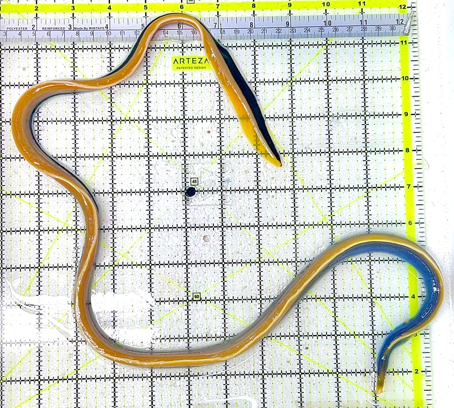 Blue Ribbon Eel BRE070301 WYSIWYG Size: L 30"