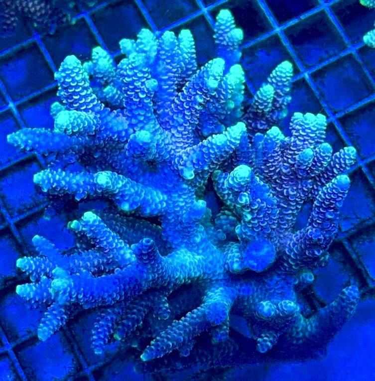 Acropora Millepora Mother Colony AMC112103 WYSIWYG Size: L 3" x W 4.5"