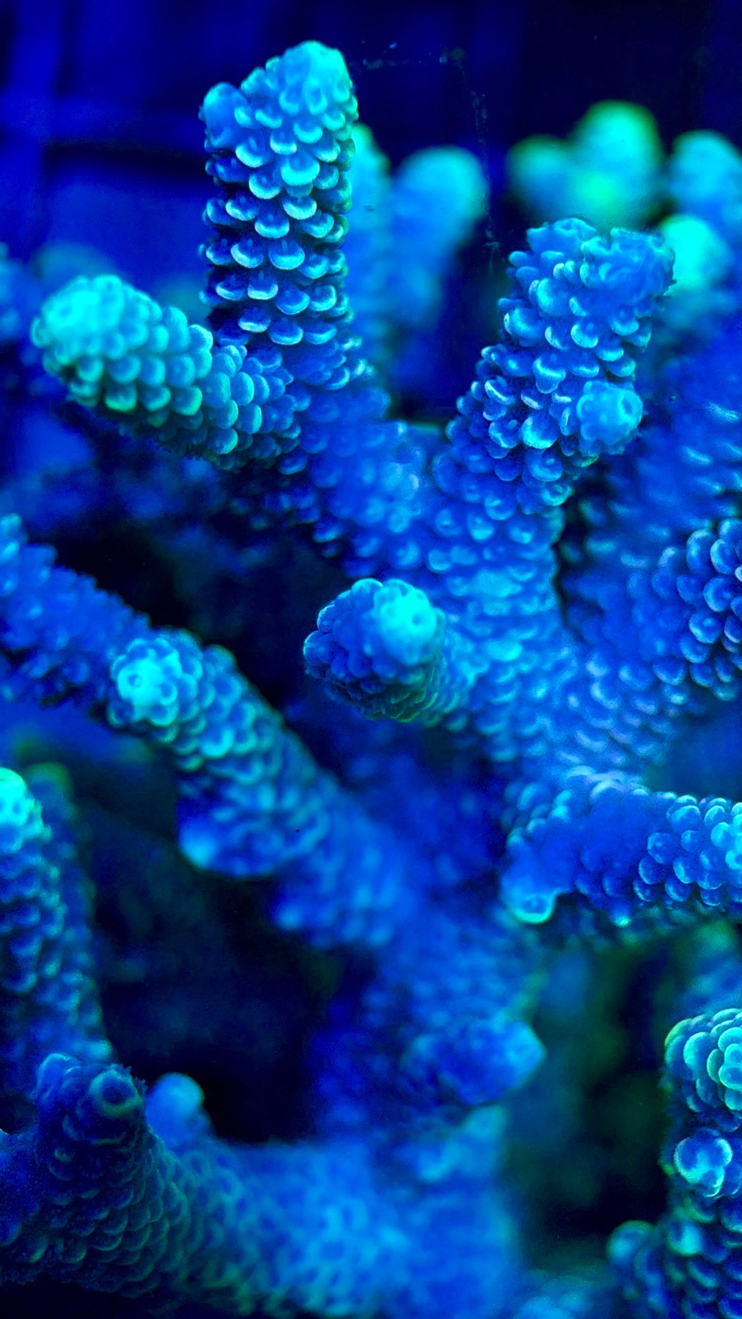 Acropora Millepora Mother Colony AMC112103 WYSIWYG Size: L 3" x W 4.5"