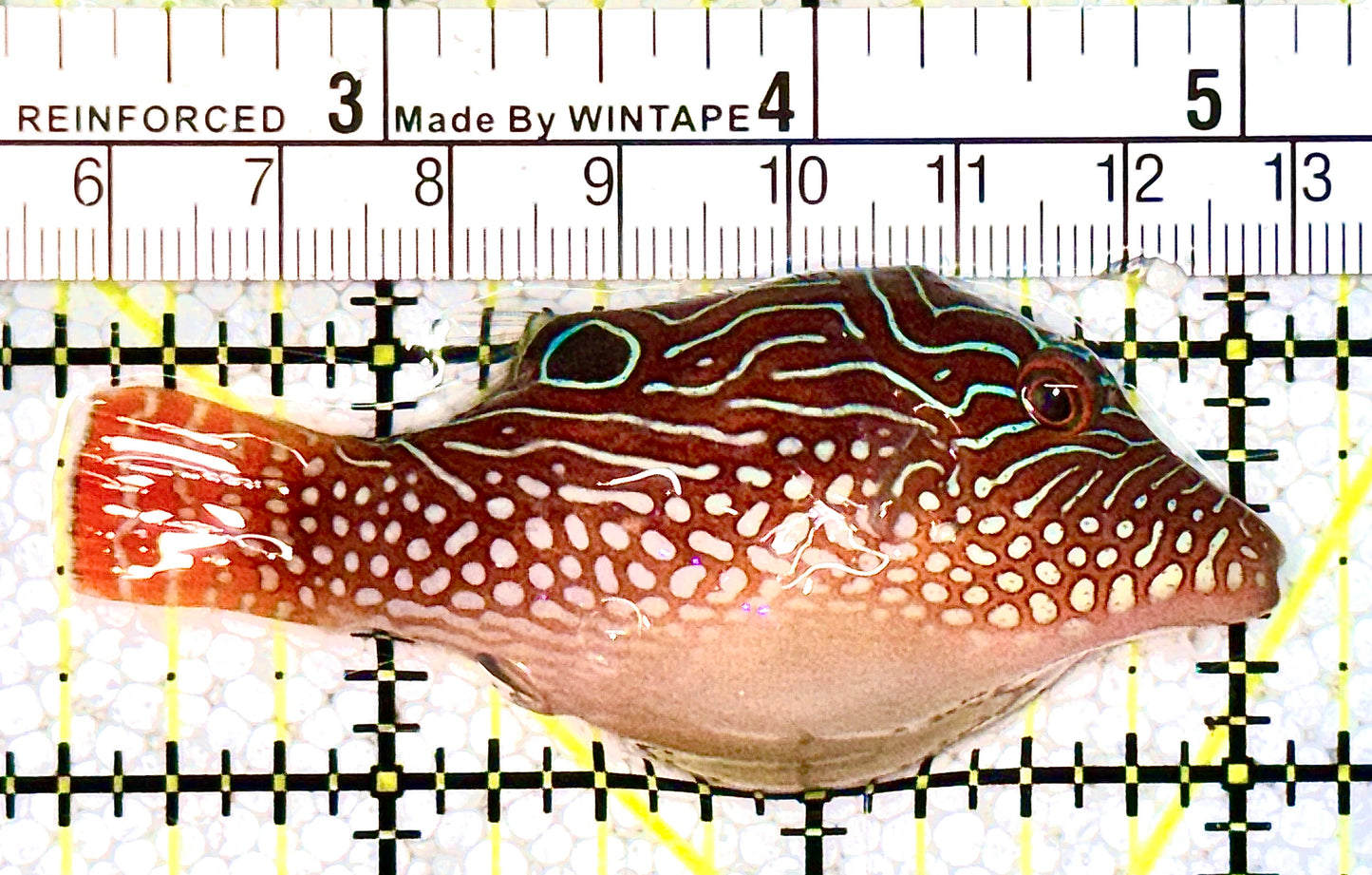 Honeycomb Toby Pufferfish HTP021101 WYSIWYG Size: M 3" approx