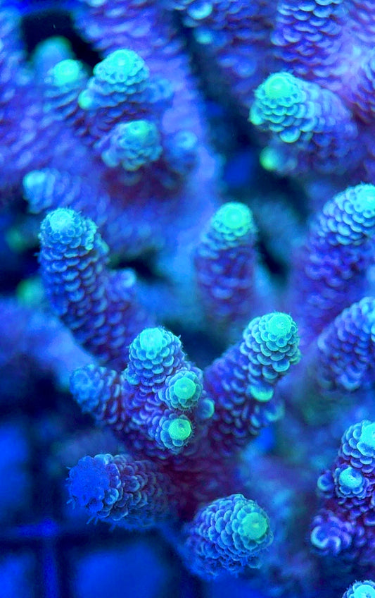Acropora Millepora Mother Colony AMC112102 WYSIWYG Size: L 4" x W 3"