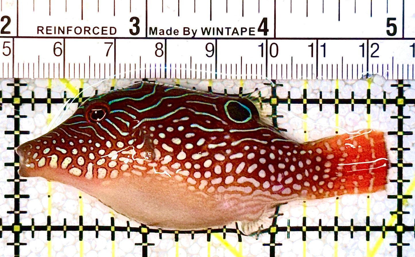 Honeycomb Toby Pufferfish HTP021101 WYSIWYG Size: M 3" approx