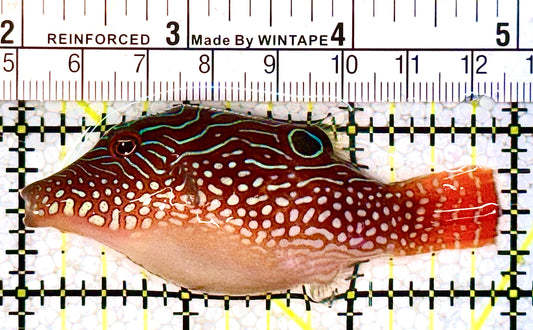 Honeycomb Toby Pufferfish HTP021101 WYSIWYG Size: M 3" approx