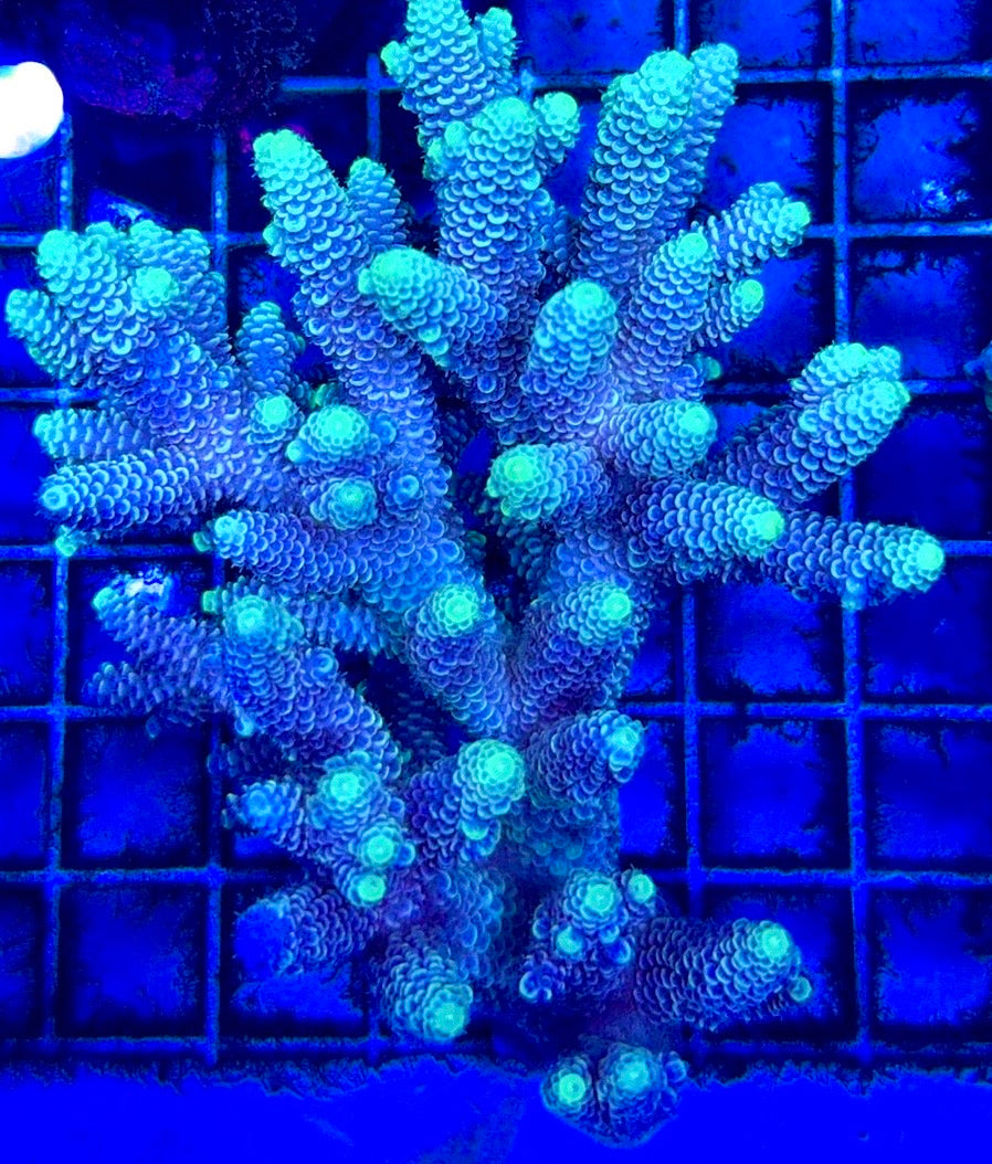 Acropora Millepora Mother Colony AMC112102 WYSIWYG Size: L 4" x W 3"
