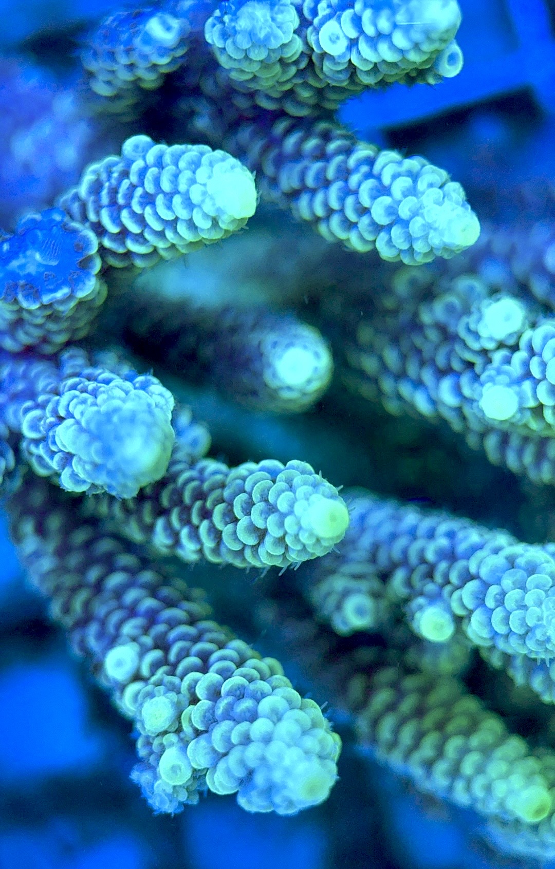 Acropora Millepora Mother Colony AMC112101 WYSIWYG Size: L 4.5" x W 3"