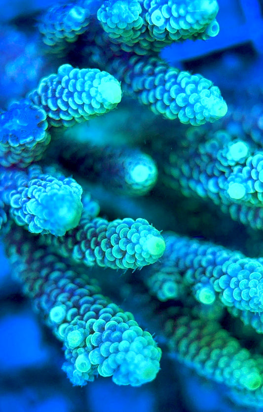 Acropora Millepora Mother Colony AMC112101 WYSIWYG Size: L 4.5" x W 3"