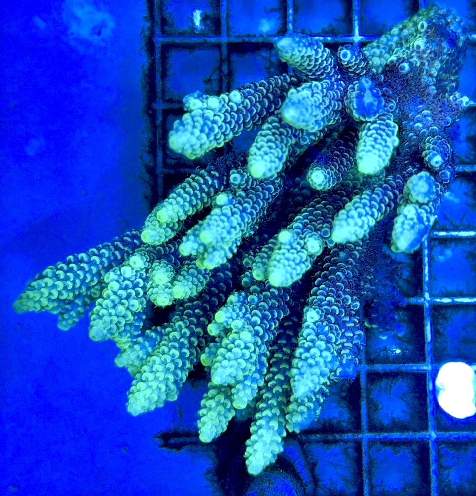 Acropora Millepora Mother Colony AMC112101 WYSIWYG Size: L 4.5" x W 3"
