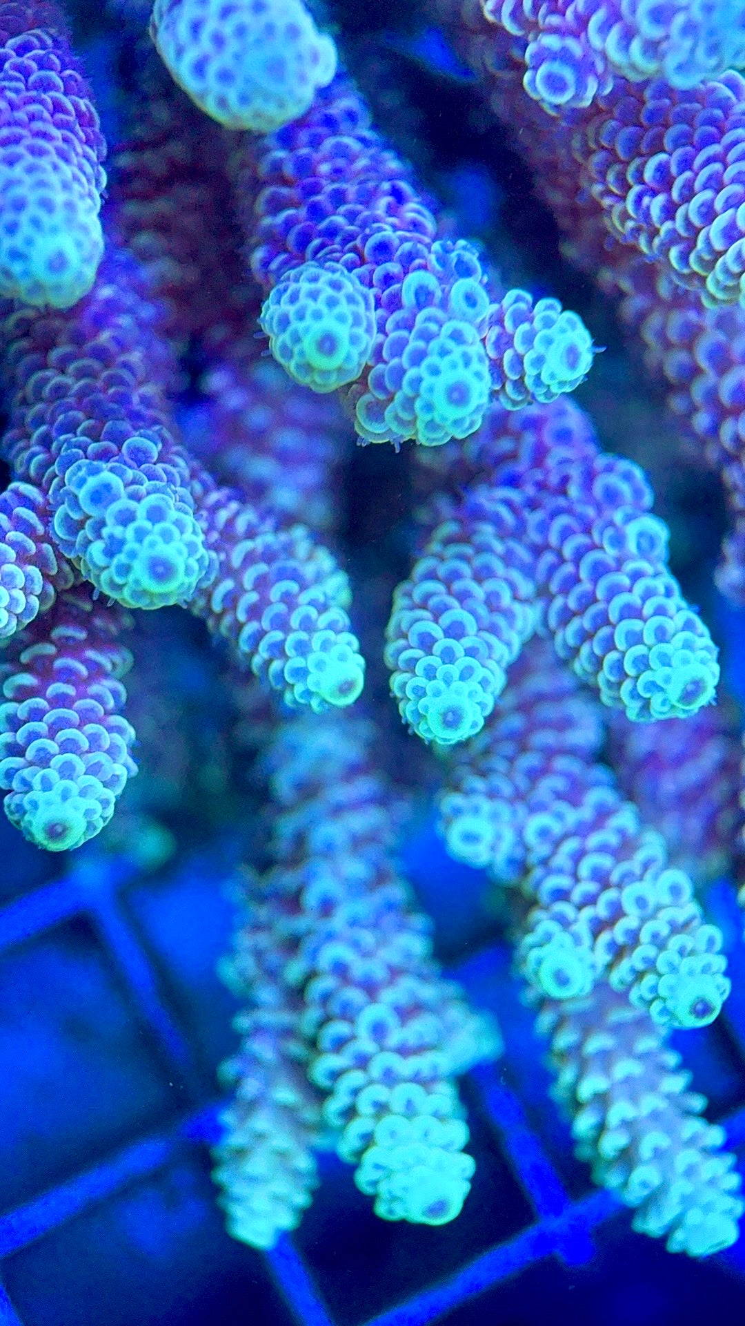 Acropora Millepora Mother Colony AMC112102 WYSIWYG Size: L 4.25" x W 5.5"