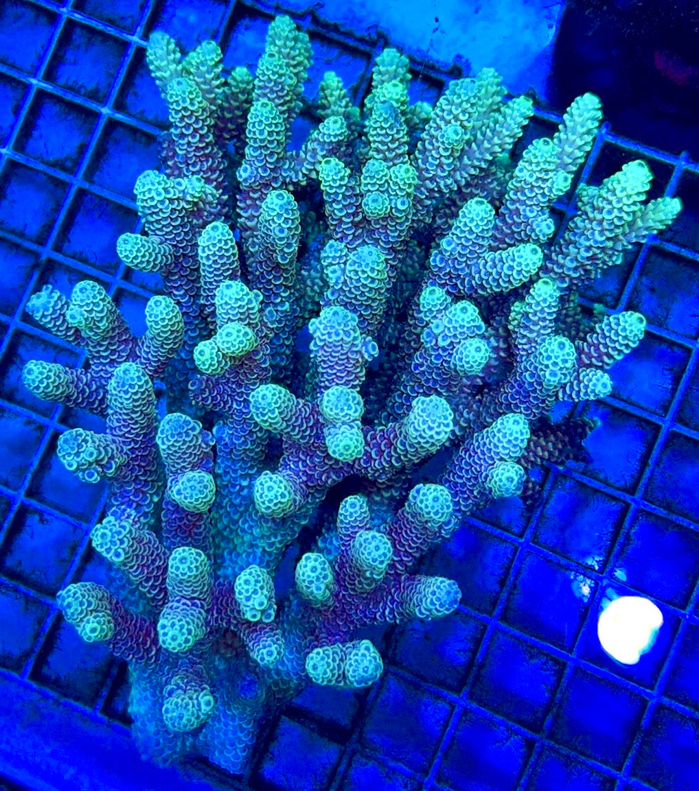 Acropora Millepora Mother Colony AMC112102 WYSIWYG Size: L 4.25" x W 5.5"