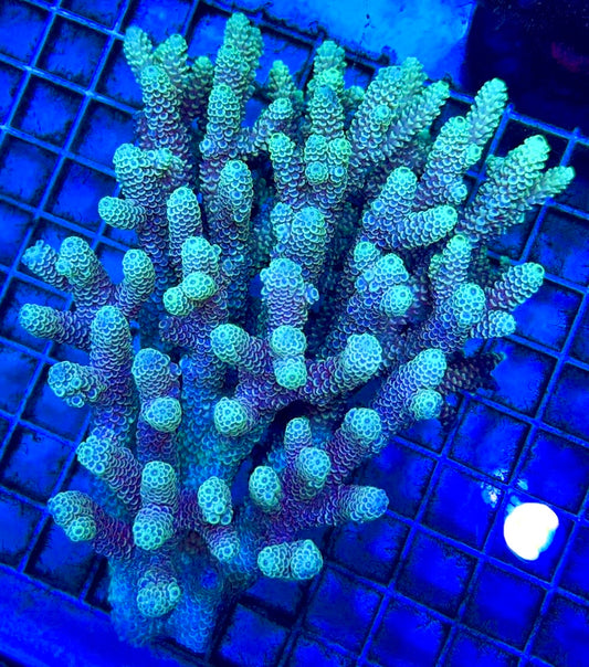 Acropora Millepora Mother Colony AMC112102 WYSIWYG Size: L 4.25" x W 5.5"