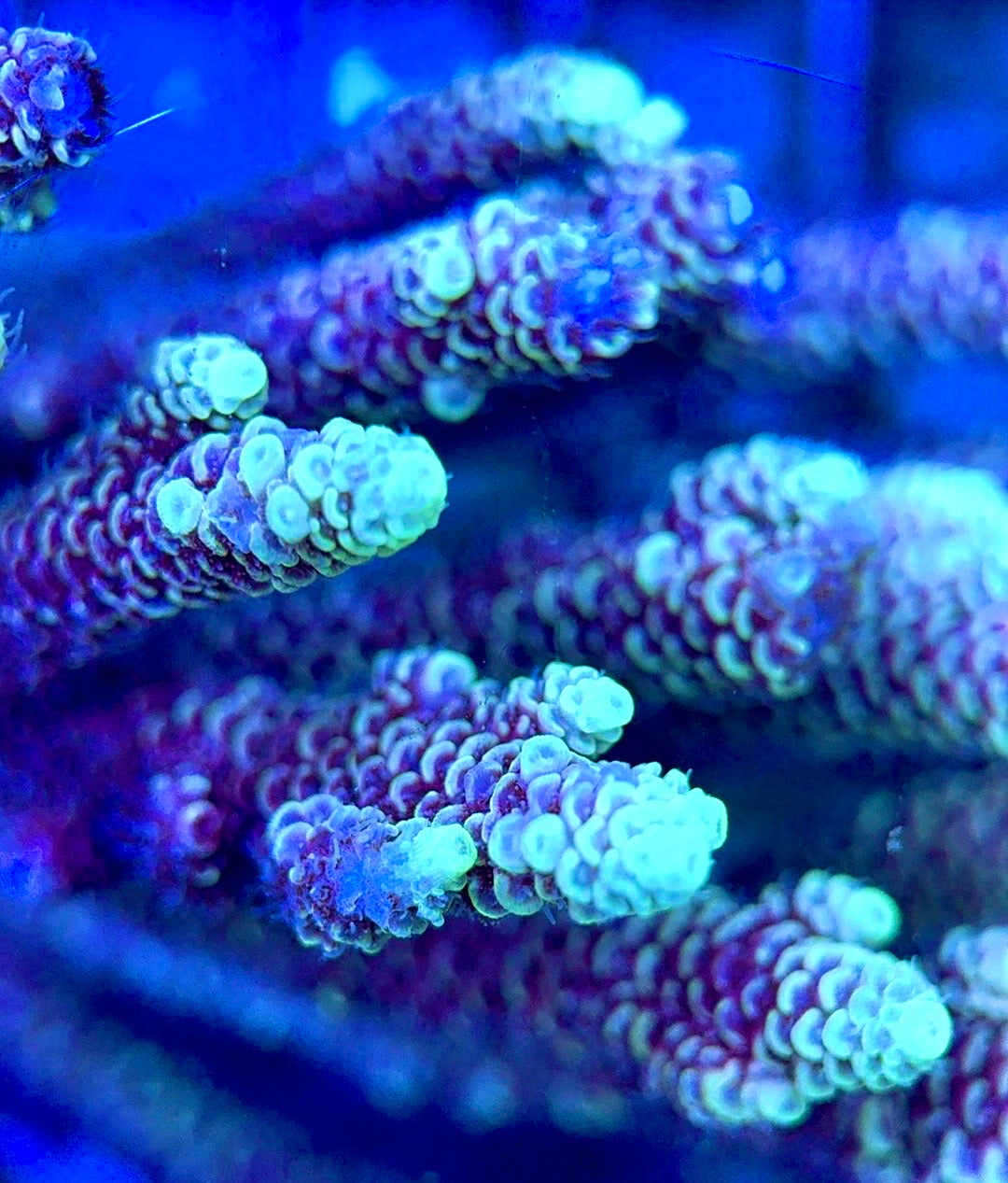 Acropora Millepora Mother Colony AMC112101 WYSIWYG Size: L 3.5" x W 6.5"