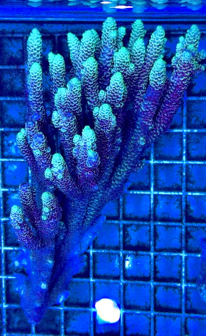 Acropora Millepora Mother Colony AMC112101 WYSIWYG Size: L 3.5" x W 6.5"