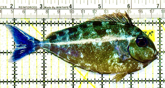 Vlamingi Unicorn VU021101 WYSIWYG Tang Size: L 5.25" approx