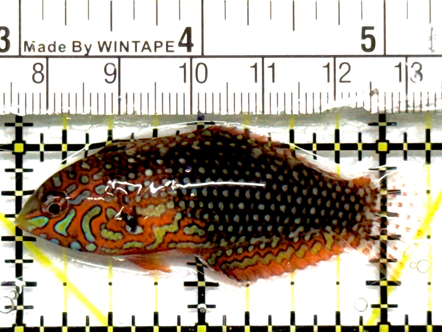 Ornate Leopard Wrasse OLW101001 WYSIWYG Size: ML 2.25" approx