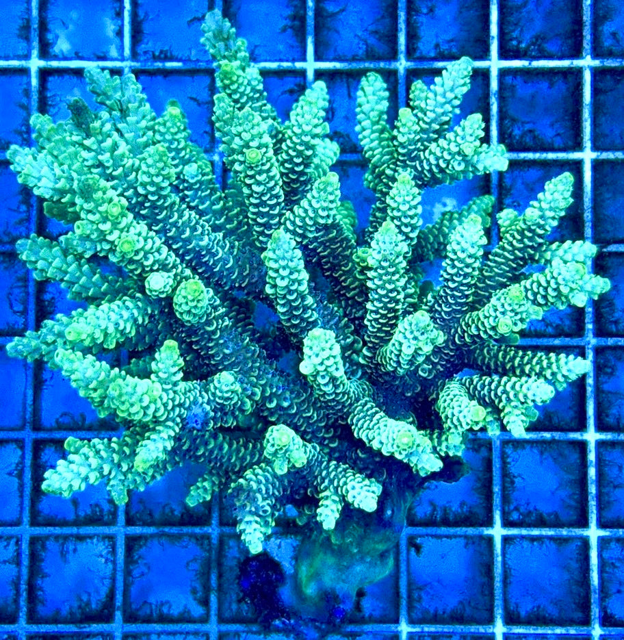 Acropora Millepora Mother Colony AMC112103 WYSIWYG Size: L 4" x W 4"