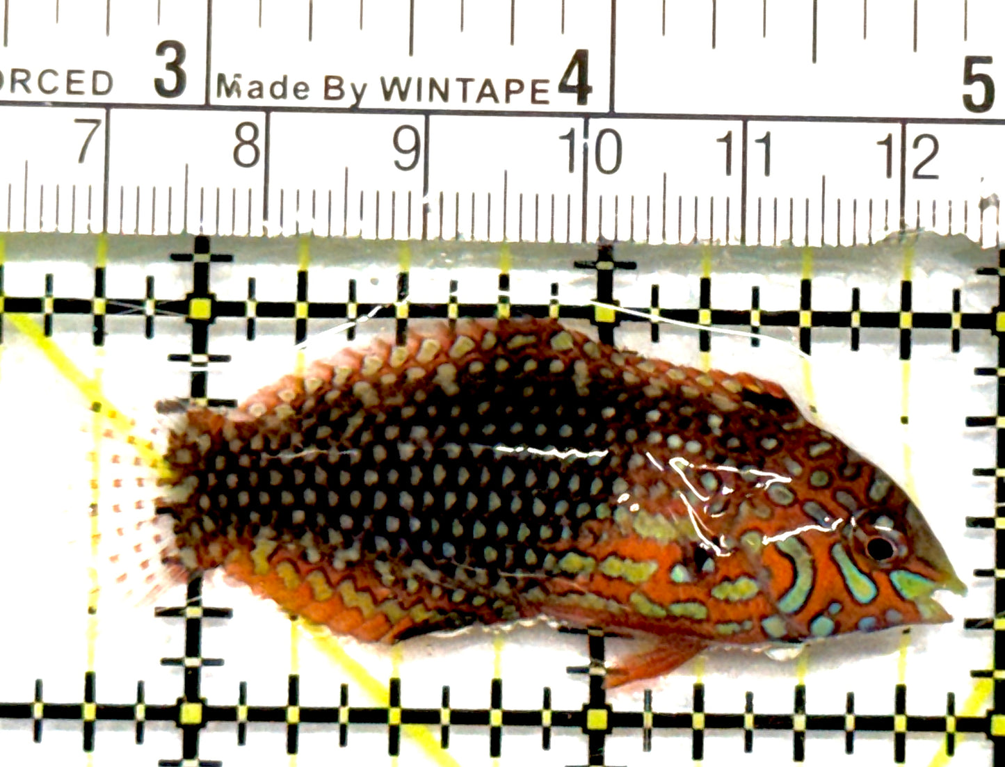 Ornate Leopard Wrasse OLW101001 WYSIWYG Size: ML 2.25" approx