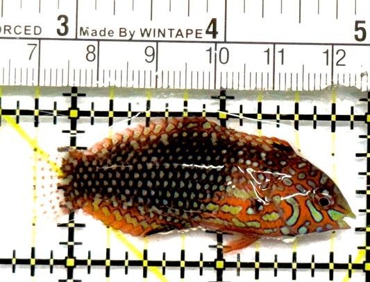 Ornate Leopard Wrasse OLW101001 WYSIWYG Size: ML 2.25" approx
