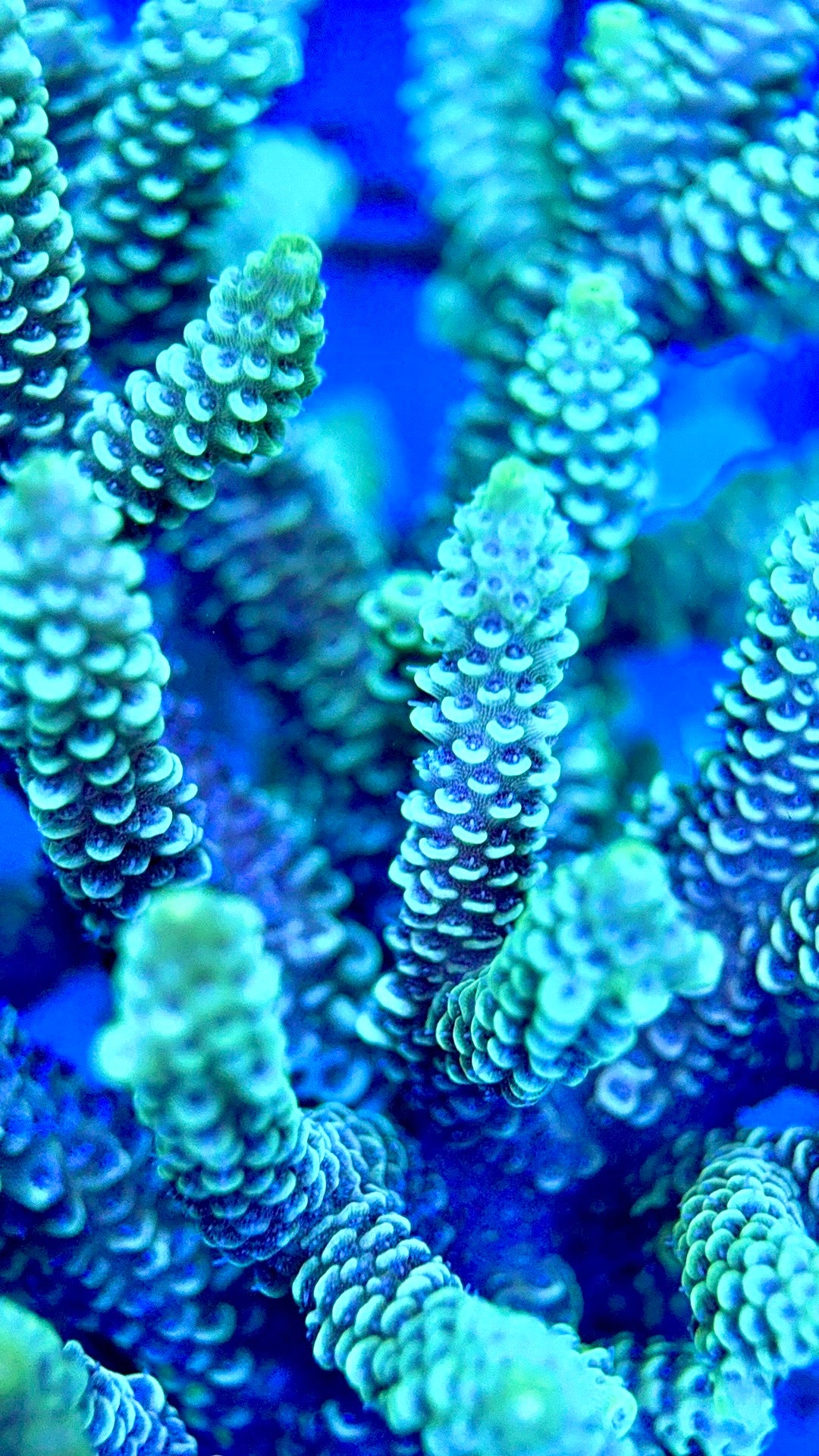 Acropora Millepora Mother Colony AMC112103 WYSIWYG Size: L 4" x W 4"