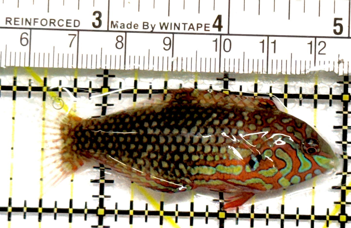 Ornate Leopard Wrasse OLW101002 WYSIWYG Size: ML 2.5" approx