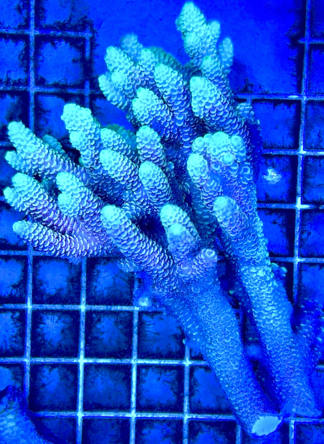 Acropora Millepora Mother Colony AMC112102 WYSIWYG Size: L 3" x W 5"