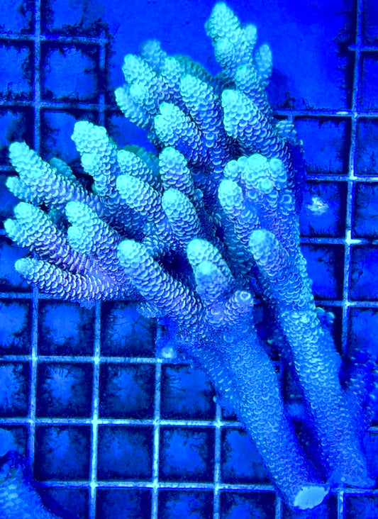Acropora Millepora Mother Colony AMC112102 WYSIWYG Size: L 3" x W 5"