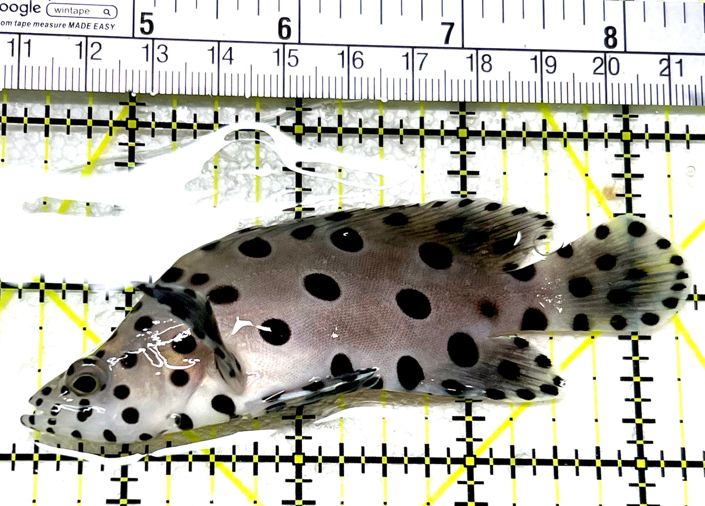 Panther Grouper PG072102 WYSIWYG Size: M 4" approx