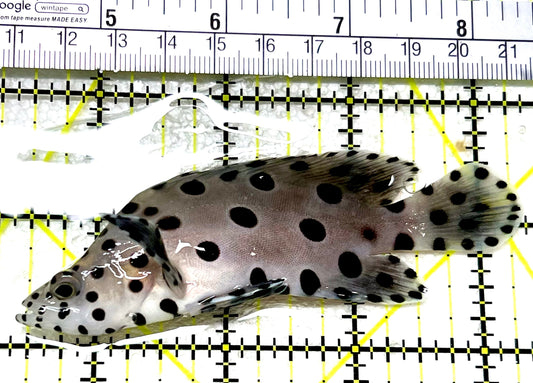 Panther Grouper PG072102 WYSIWYG Size: M 4" approx