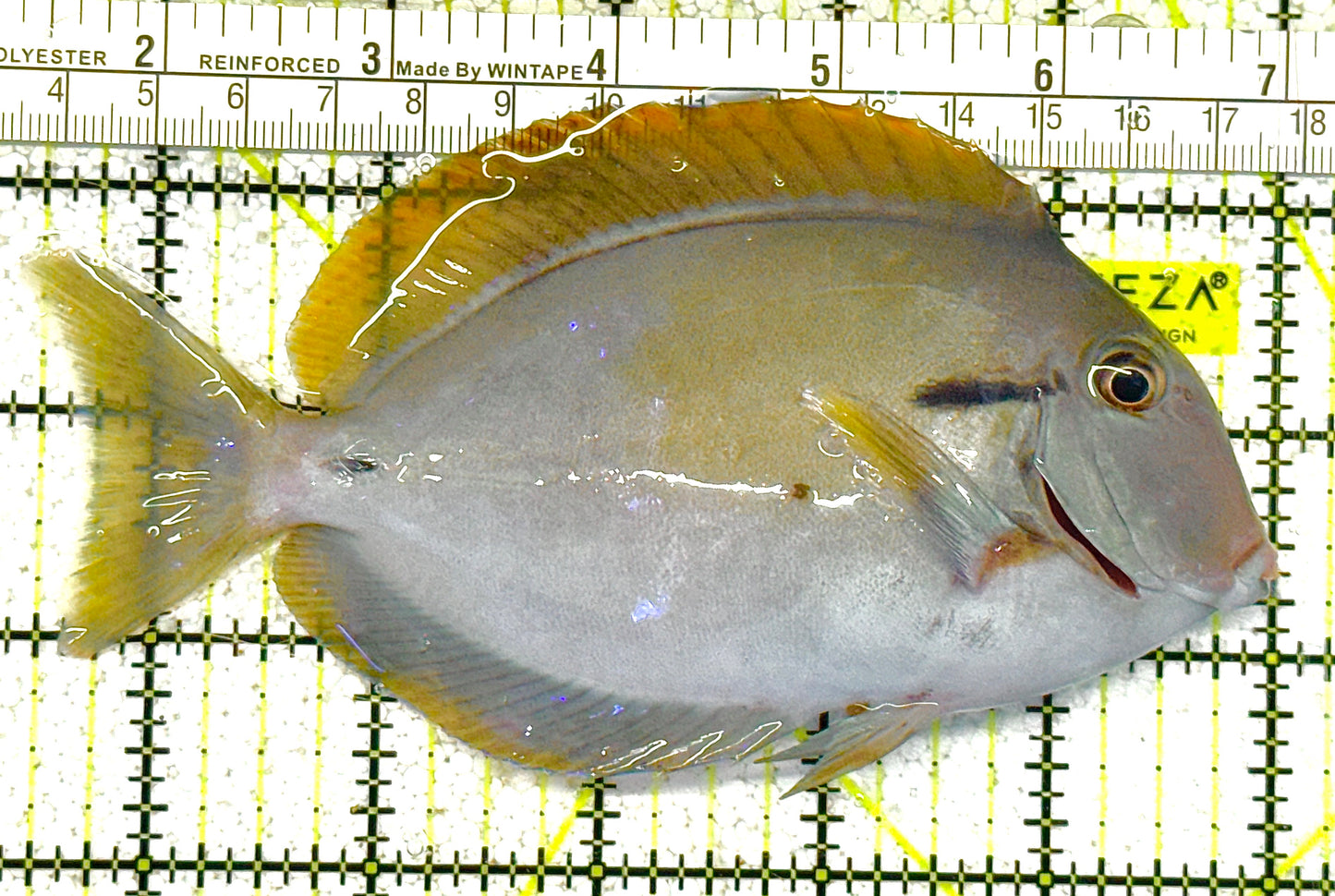 Eye Line Black Shoulder Tang ELBST022301 WYSIWYG Size: XL 5.5"approx