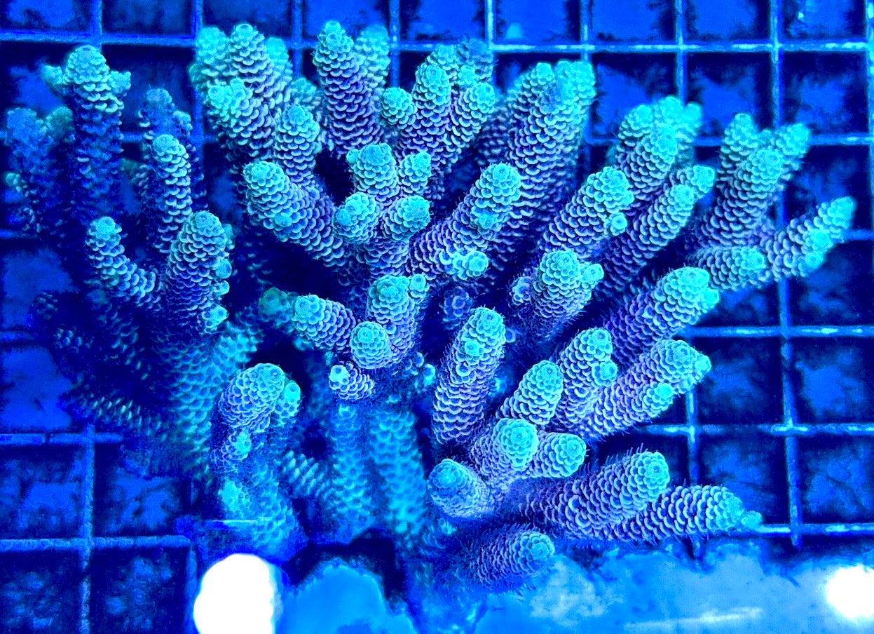 Acropora Millepora Mother Colony AMC112101 WYSIWYG Size: L 4" x W 5"