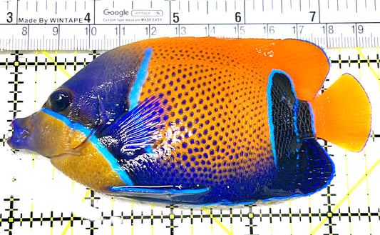 Majestic Angelfish MA072104 WYSIWYG Size: L 4.5" approx