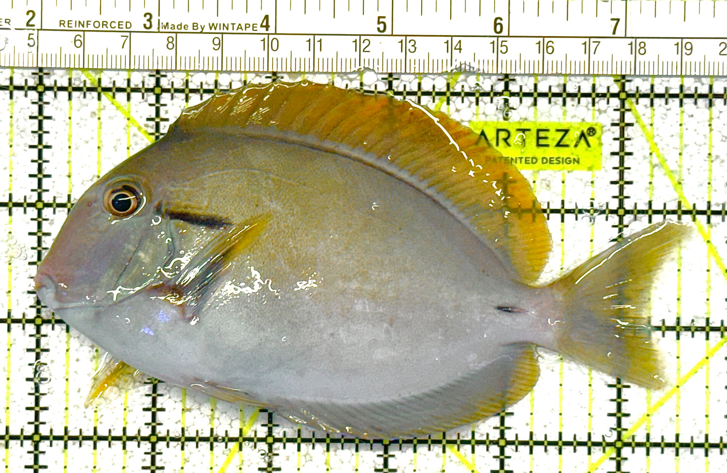 Eye Line Black Shoulder Tang ELBST022301 WYSIWYG Size: XL 5.5"approx