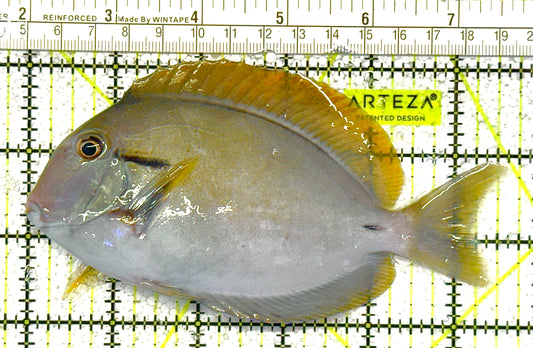 Eye Line Black Shoulder Tang ELBST022301 WYSIWYG Size: XL 5.5"approx