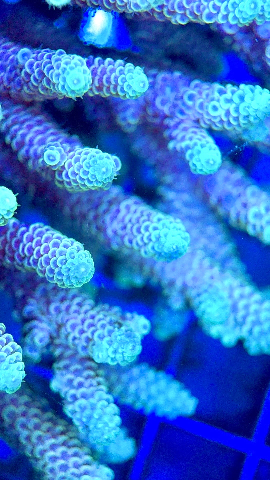 Acropora Millepora Mother Colony AMC112101 WYSIWYG Size: L 4" x W 5"