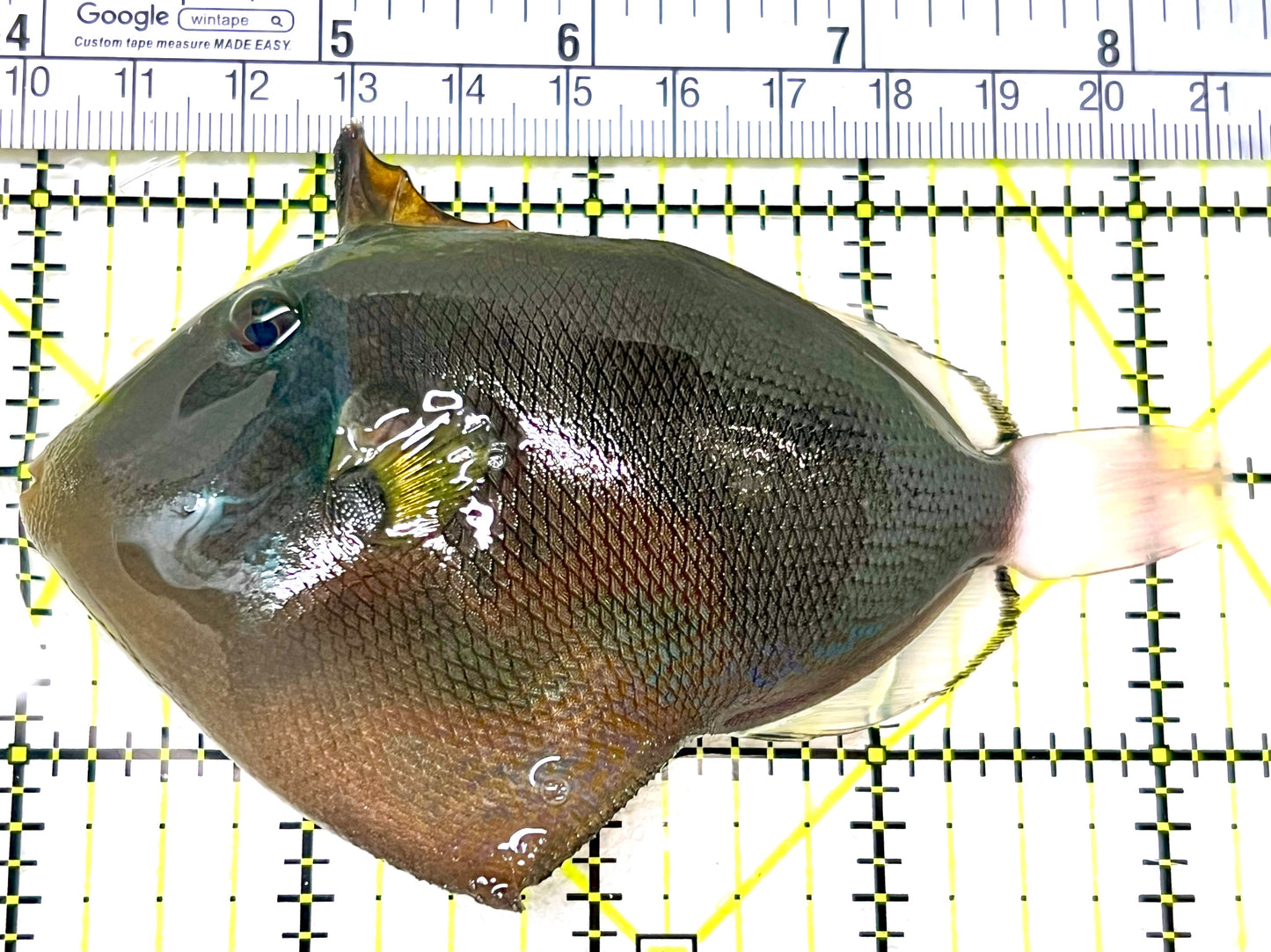 Pink Tail Triggerfish PTT072101 WYSIWYG Size: L 4.25" approx