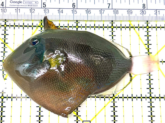 Pink Tail Triggerfish PTT072101 WYSIWYG Size: L 4.25" approx