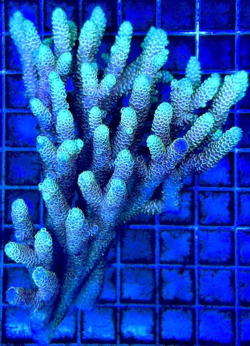 Acropora Millepora Mother Colony AMC112103 WYSIWYG Size: L 4" x W 5"