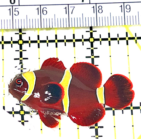 Gold Bar Maroon Clownfish Bali Grade A (Wild Caught) GBMCBGA072103 WYSIWYG Size: M 1.75" approx