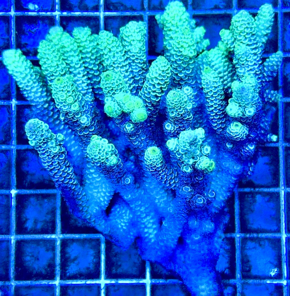 Acropora Millepora Mother Colony AMC112102 WYSIWYG Size: L 4.5" x W 4.5"
