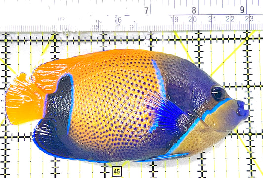 Majestic Angelfish MA072106 WYSIWYG Size: L 5" approx