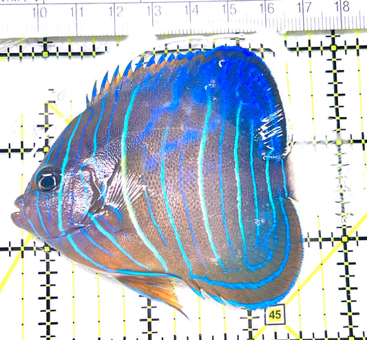 Blue Ring Angelfish Juvenile BRAJ072101 WYSIWYG Size: M 3.5" approx