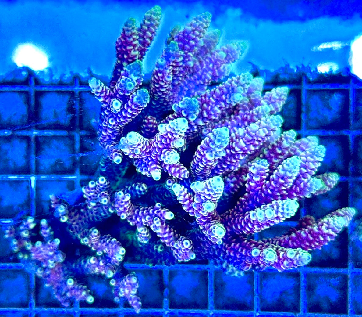 Acropora Millepora Mother Colony AMC112101 WYSIWYG Size: L 4.5" x W 4.5"