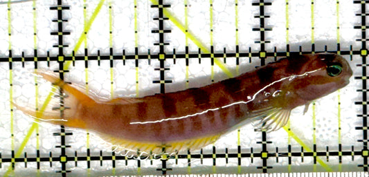 Golden Midas Blenny Africa GMBA101103 WYSIWYG Size: L 3.5"