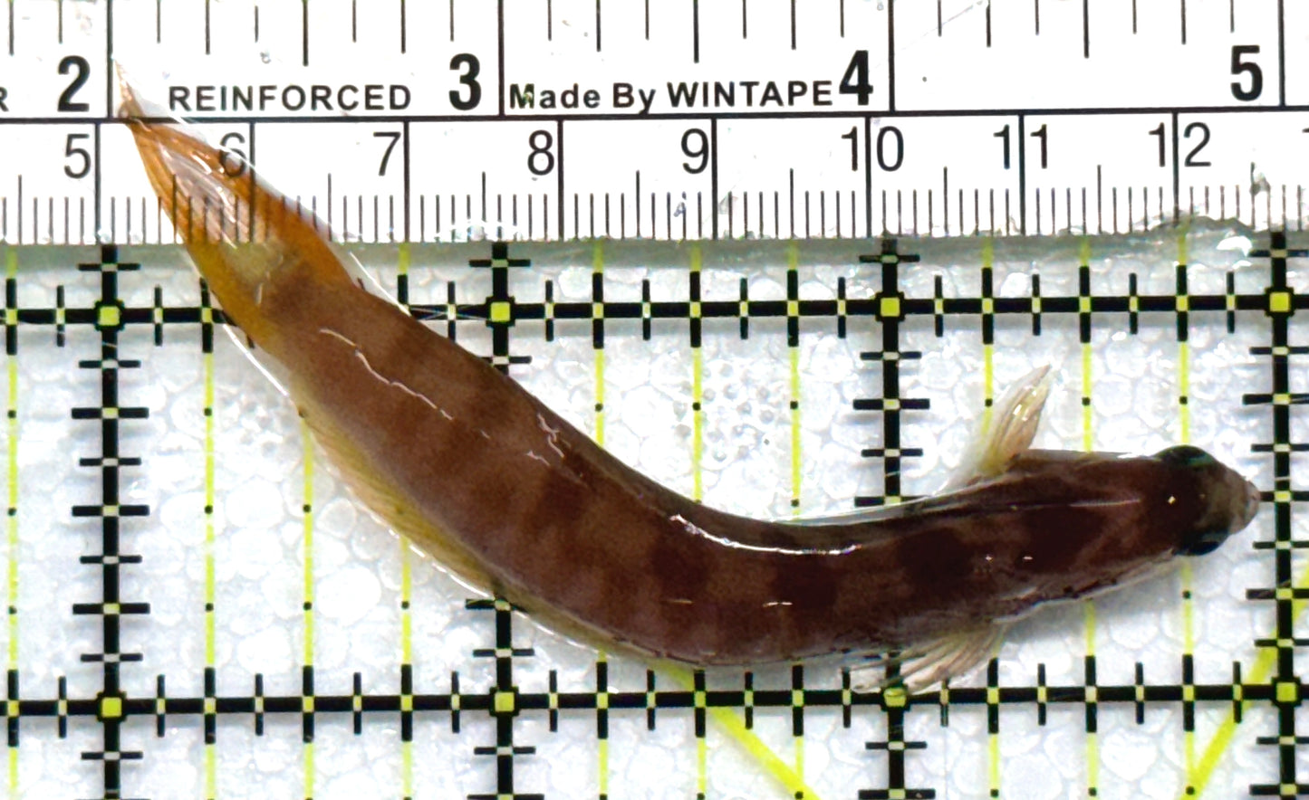 Golden Midas Blenny Africa GMBA101103 WYSIWYG Size: L 3.5"