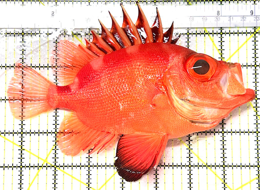 Popeye Catalufa (Sumatra Strong Color) PC072102 WYSIWYG Size: XXL / SHOW 7.5" approx