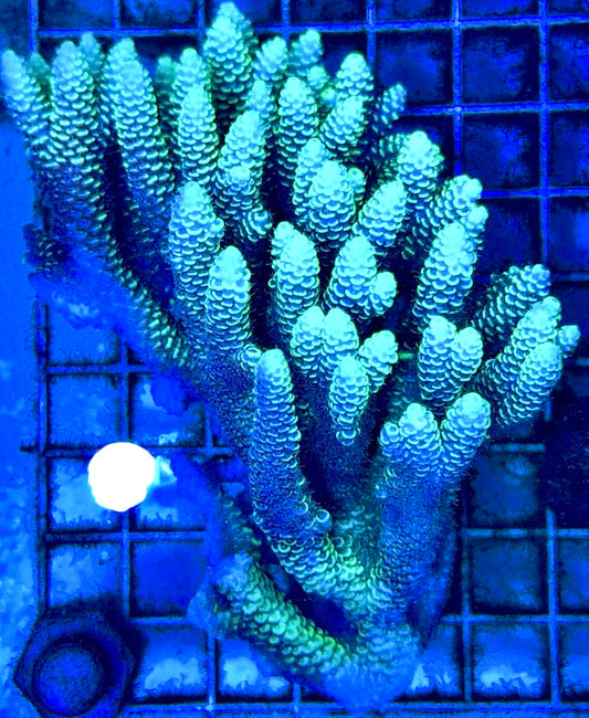 Acropora Millepora Mother Colony AMC112103 WYSIWYG Size: L 4" x W 5"