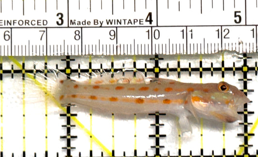 Diamond Watchman Goby DWG101001 WYSIWYG Size: M 2.5" approx