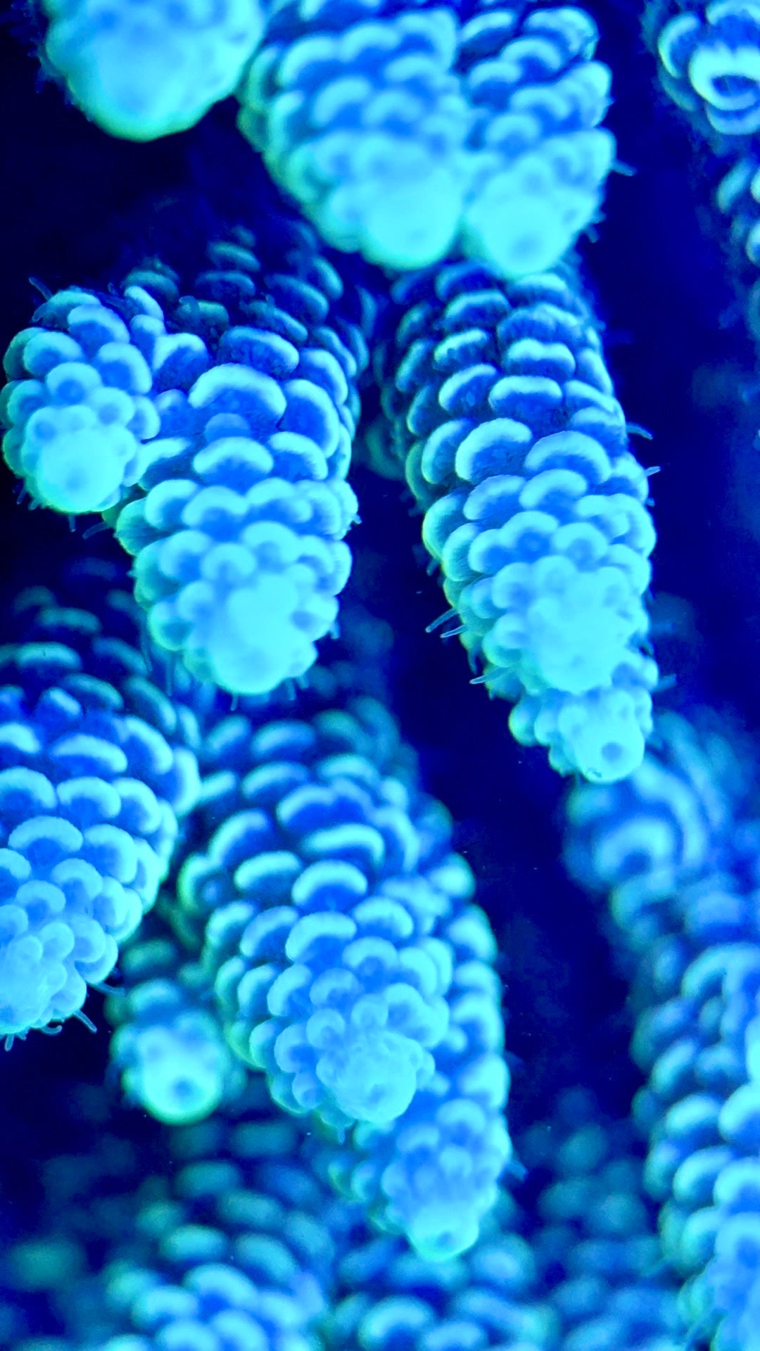 Acropora Millepora Mother Colony AMC112103 WYSIWYG Size: L 4" x W 5"