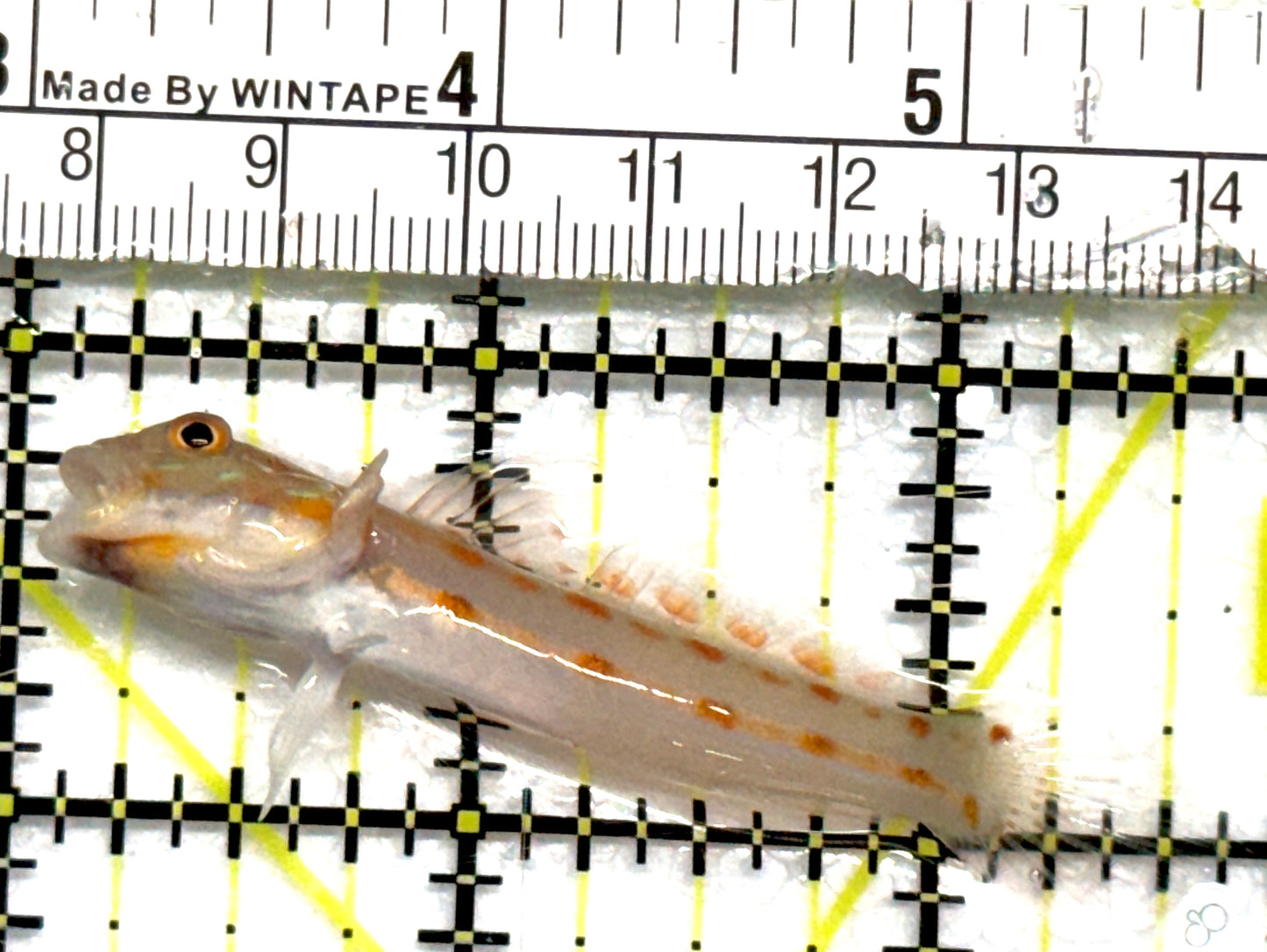 Diamond Watchman Goby DWG101001 WYSIWYG Size: M 2.5" approx