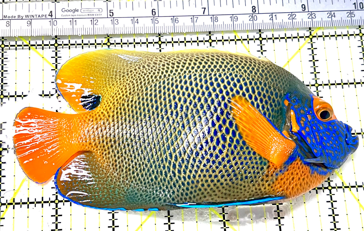 Blueface Angelfish Adult (Sumatra Vibrant Colors) BAA072102 WYSIWYG Size: XXL/Show 6.5" approx