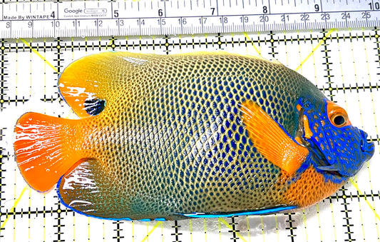 Blueface Angelfish Adult (Sumatra Vibrant Colors) BAA072102 WYSIWYG Size: XXL/Show 6.5" approx